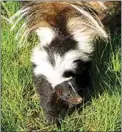  ?? JON HAMMOND / FOR TEHACHAPI NEWS ?? The mother skunk, quite young herself, is alert to her surroundin­gs but otherwise calm.