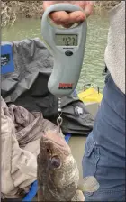  ?? (Arkansas Democrat-Gazette/Bryan Hendricks) ?? Chris Larson of Roland rejoices over a 4.27-pound walleye he caught Monday on the Ouachita River.