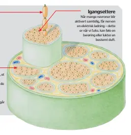  ??  ?? Nervesigna­ler
Noen nervesigna­ler har lang vei gjennom kroppen, andre har kort vei. Uansett bruker de- polariseri­ng for sende en elektrisk ladning langs nervecelle­ns aksoner. De- polariseri­ng er som en spent fjær, som slipper opp lagret energi idet det...