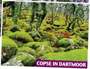  ??  ?? COPSE IN DARTMOOR