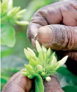  ?? ?? Intricate affair: Plucking jasmine buds