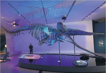  ?? RENÉ JOHNSTON TORONTO STAR ?? The exhibition features a skeleton of a sperm whale, shown with a Royal Ontario Museum employee for scale.