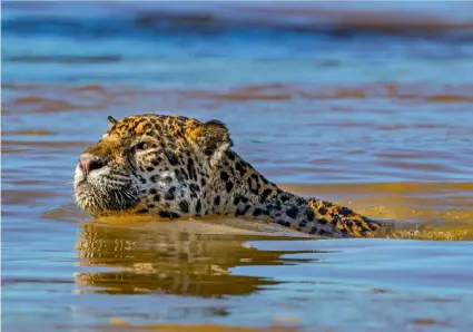  ??  ?? Clockwise from above: Jaguars are the heart of the economy in the Pantanal, the world’s largest inland wetland. Ecotourism has replaced ranching in this area, the only location where you can easily see wild jaguars; a female comes down to the river to drink; both jaguars and tigers have one thing in common—they love the water. Jaguars can swim for hours looking for food.