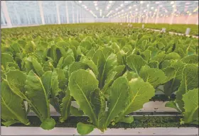  ??  ?? Produce greens are grown inside a large greenhouse.
Karen Downie pulls freshly cut and packaged greens off a line to box them for shipment inside Pure Green Farms