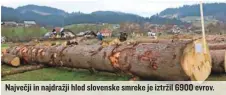  ?? ?? Največji in najdražji hlod slovenske smreke je iztržil 6900 evrov.