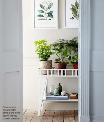  ??  ?? Bringing green foliage into the home is one of the easiest ways to connect to nature