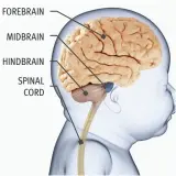  ??  ?? FOREBRAIN MIDBRAIN HINDBRAIN SPINAL CORD