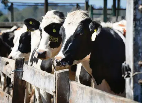  ??  ?? DRY IMPACT: The dairy industry is feeling the effects of the ongoing drought in much of Australia.