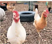  ??  ?? Die Hühner bekommen in der kommenden Woche Zuwachs: Familie Hilden nimmt weitere fünf Tiere auf. Danach soll aber vorerst Schluss sein.