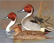  ?? COURTESY OF CALIFORNIA DEPARTMENT OF FISH AND WILDLIFE ?? The 2019 California Duck Stamp of a northern pintail features art by Frank Dolphens Jr.