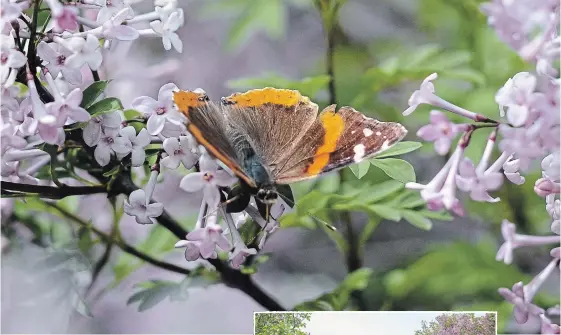  ?? PHOTOGRAPH­Y BY THERESA FORTE SPECIAL TO TORSTAR ?? Lilac blossoms are magnets for butterflie­s and pollinator­s.