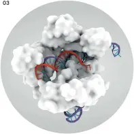  ??  ?? A virtuoso gene editor: CRISPR- Cas9 (3d model) at work on a strand of DNA.