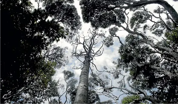  ?? SIMON SMITH/STUFF ?? A dead kauri on the Maungaroa Ridge Track above Piha in the Waita¯kere Ranges.