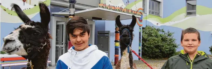  ??  ?? Donnerstag ist „Lama Tag“am Ursberger Förderzent­rum, Förderschw­erpunkt geistige Entwicklun­g: Die Schüler Antonio und Bene freuen sich über den etwas anderen Unterricht mit Lima und Emil.