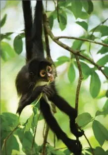  ?? BBC AMERICA, EMMA NAPPER ?? A young spider monkey feeding on fresh leaves in Guatemala from the BBC Earth series, "Planet Earth II."