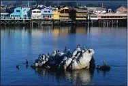  ?? EVA HAMBACH/AFP/GETTY IMAGES ?? Sea birds rest on a rock in Monterey Bay on Sept. 20, 2018. A study has found levels of plastic pollution in Monterey Bay similar to those in the Great Pacific Garbage Patch.