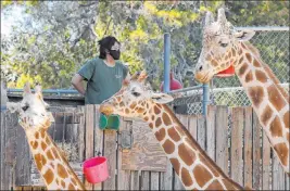  ?? Ben Margot The Associated Press ?? With the pandemic keeping visitors home, the $55,000 in monthly animal food costs have strained the financial situation of the nearly 100-year-old Oakland Zoo.