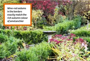  ??  ?? Wine-red sedums in the borders exactly match the rich autumn colour of amelanchie­r