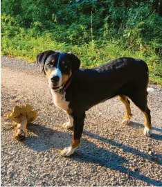  ??  ?? Einen großen Steinpilz fand Appenzelle­rhündin Maja, mit der Johann Frapscha aus Zusamzell (Landkreis Augsburg) regelmäßig zum Joggen geht.