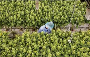  ?? Foto: Sebastian Kahnert, dpa (Symbolbild) ?? Ähnlich wie im Blüteraum dieses Pharmaunte­rnehmens aus Sachsen könnte Cannabis bald in gemeinscha­ftlichen Anbauverei­nigungen wachsen.