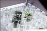  ?? TYLER JONES — UF — IFAS VIA AP ?? A researcher harvests a thale cress plant growing in lunar soil, at a laboratory in Gainesvill­e, Fla.