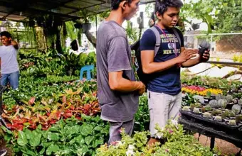  ?? —CHRIS QUINTANA ?? The garden show at the University of the Philippine­s Los Baños campus in October featured landscape designs and ornamental plants.