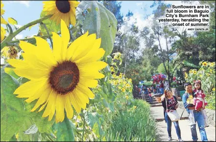  ?? ANDY ZAPATA JR. ?? Sunflowers are in full bloom in Baguio City’s Burnham Park yesterday, heralding the onset of summer.