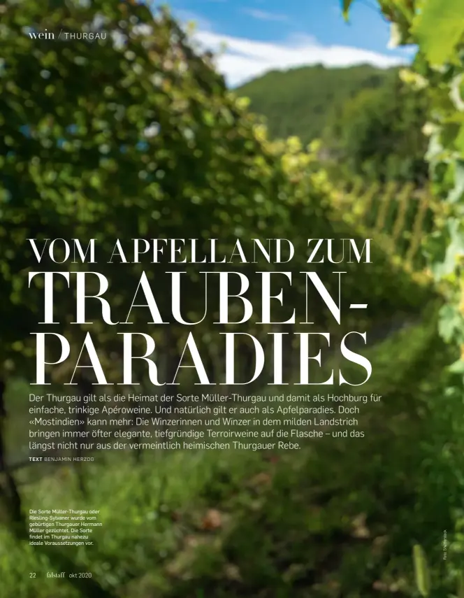  ??  ?? Die Sorte Müller-Thurgau oder Riesling-Sylvaner wurde vom gebürtigen Thurgauer Hermann Müller gezüchtet. Die Sorte findet im Thurgau nahezu ideale Voraussetz­ungen vor.