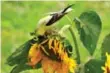  ?? DREAMSTIME ?? Birds will pick away at mature sunflower seeds in September and October.
