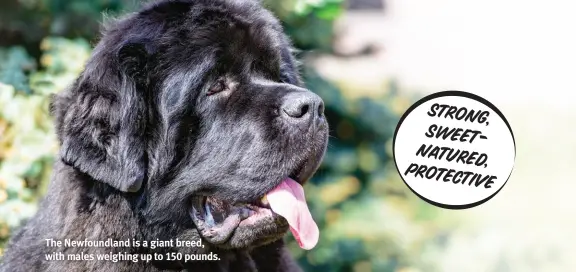  ?? ?? The Newfoundla­nd is a giant breed, with males weighing up to 150 pounds.