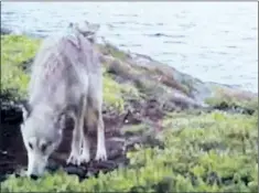  ??  ?? Still image of an unidentifi­ed species of animal taken from video footage in Terra Nova National Park.