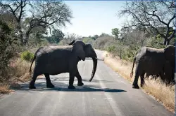  ?? AP Photo/ Shiraaz Mohamed ?? An elephant crosses the road July 29 in Kruger National Park, South Africa. Animals have had the country's world-famous wildlife parks to themselves because of lockdown rules that barred internatio­nal tourists and made it illegal for South Africans to travel between provinces for vacations.