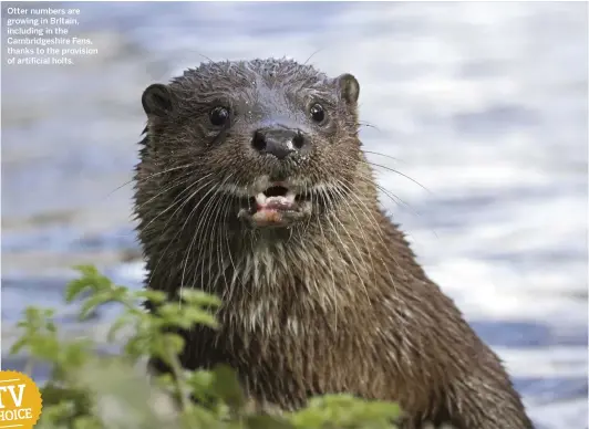  ??  ?? Otter numbers are growing in Britain, including in the Cambridges­hire Fens, thanks to the provision of artificial holts.