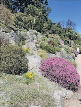  ?? PHOTO: GILLIAN VINE ?? Bright display . . . Spring colour in the Dunedin Botanic Garden’s rock garden.