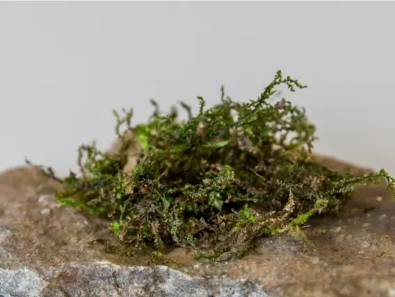  ?? (University of Bern) ?? Liverwort moss can only be found in Japan, New Zealand and Costa Rica