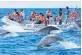 ?? ?? i Swim with dolphins in the Azores, with Activities Abroad