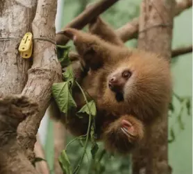  ?? JOSÉ CORDERO ?? Quien mata a un animal también es un riesgo para los humanos.