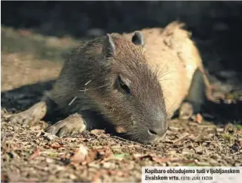  ?? FOTO: JURE ERŽEN ?? Kapibaro občudujemo tudi v ljubljansk­em živalskem vrtu.