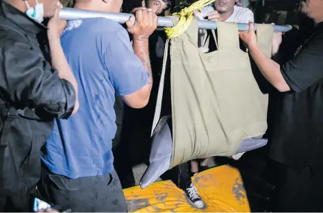  ?? Picture: EPA-EFE ?? A Natural Resources Conservati­on Centre officer and volunteers carry a dolphin into a treatment area in Sanur, Indonesia, yesterday. Two dolphins were relocated from a hotel in the town of Lovina in North Bali’s Buleleng regency after one of the five dolphins that had been kept as a tourist attraction was found dead.