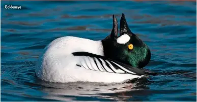  ??  ?? Goldeneye