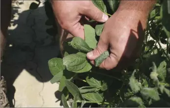  ??  ?? In this July 11, 2017, file photo, a farmer shows the damage to soybean plants from dicamba in Marvell, Ark. Soybean and cotton farmers across the country are spending part of their winter undergoing free but mandatory training in how to properly use a...