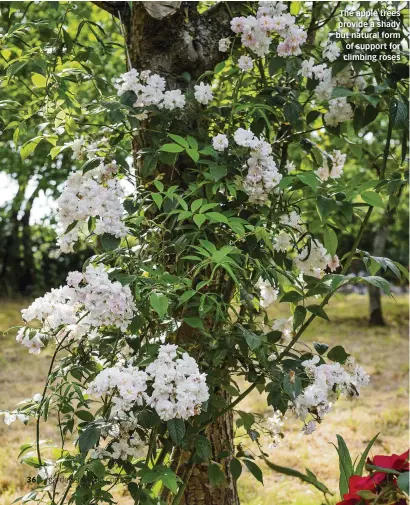  ??  ?? The apple trees provide a shady but natural form of support for climbing roses