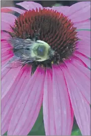  ??  ?? A bee is seen on echinacea blossom