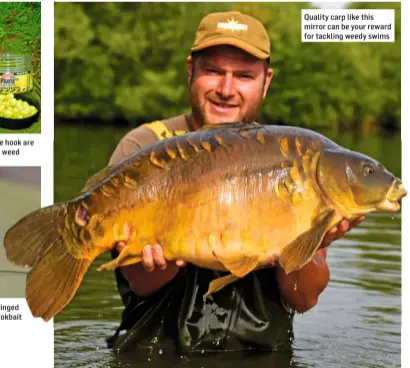  ??  ?? Quality carp like this mirror can be your reward for tackling weedy swims