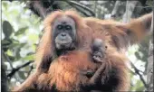  ?? PICTURE: AP ?? A Tapanuli orangutan, with its baby. Scientists are claiming an isolated and tiny population of orangutans on the Indonesian island of Sumatra with frizzier hair and smaller heads are a new species of great ape. It’s believed that there are no more...