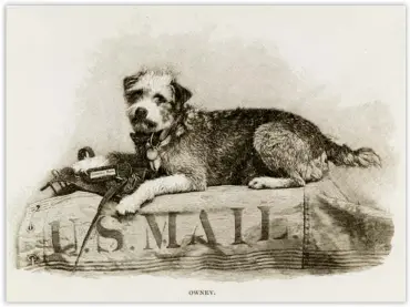  ??  ?? IMAGES COURTESY OF THE NATIONAL POSTAL MUSEUM Above, an illustrati­on of Owney depicts the famed postal dog atop a mail bag. Inset below, one of Owney’s many tags from his travels across the United States.