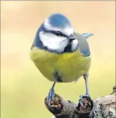  ??  ?? An adult blue tit.