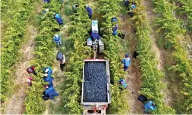  ??  ?? In South Africa, the government’s strict lockdown measures initially prevented the Cape’s winegrower­s from harvesting. Photograph: David Silverman/Getty