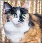  ??  ?? PURR-FECT: Domestic Pet of the Year, Supreme Master Gabriella, owned by Irene Sommerfeld.