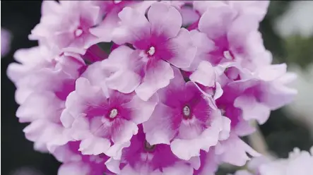  ??  ?? It may not look it, but the Endurascap­e Pink Bicolor Verbena very hardy.